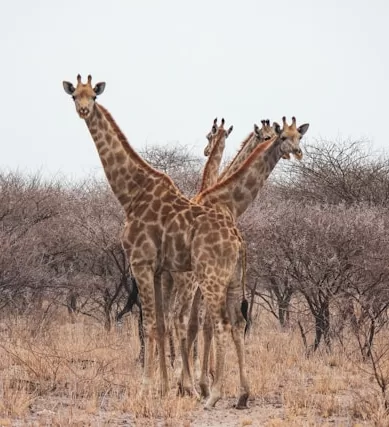 Como Chegar em Botswana na África