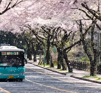 Dicas de Viagem Para Turistas em Jeju na Coréia do Sul