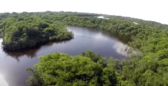 The Anavilhanas Archipelago: A Treasure of the Amazon in Brazil
