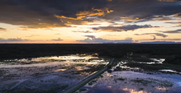 O Pantanal: Um Tesouro Natural do Brasil