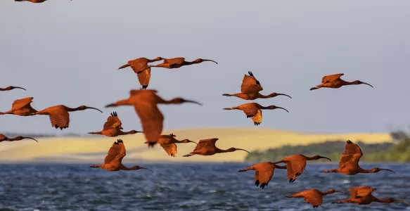 Parnaíba Delta: An Ecological Paradise Between Piauí and Maranhão