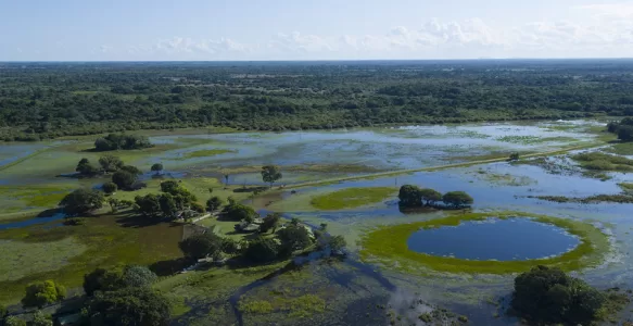 The Pantanal in Brazil: An Ecological Treasure of Inestimable Value