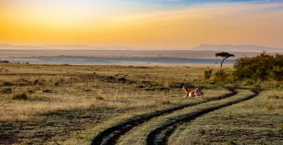 Como Conhecer o Quênia na África: Um País de Diversidade, Natureza e Cultura