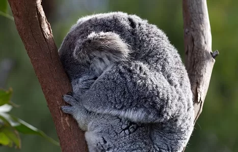 Explorando a Austrália: Um Guia Completo Para a sua Lista de Desejos