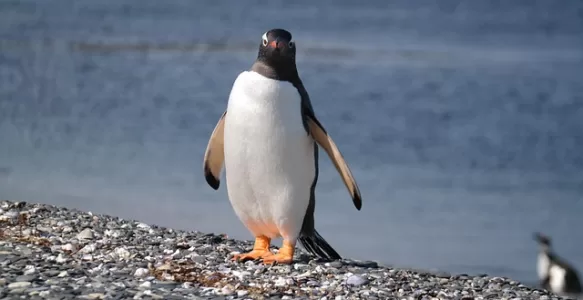 O que ver e Fazer na Viagem com Crianças em Ushuaia na Argentina?