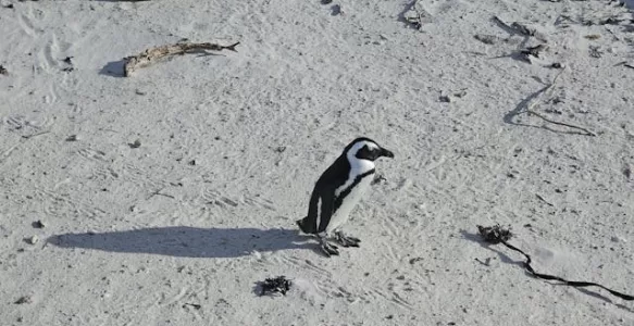 Guia de Onde Observar Pinguins na Argentina e no Chile
