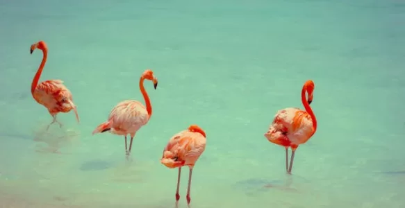 Descobrindo Aruba: Um Paraíso de Atrações e Aventuras