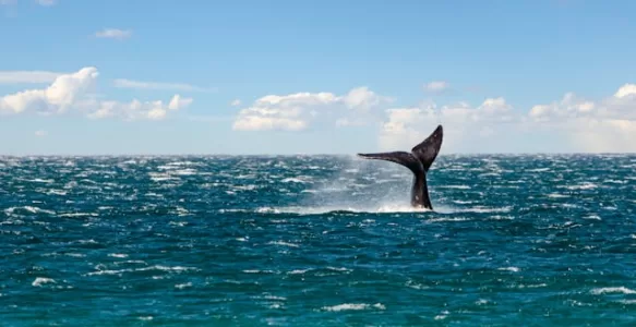 Perfis de Viajantes que vão Adorar Conhecer Puerto Madryn na Argentina