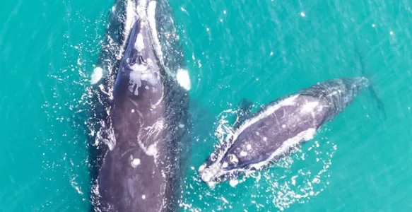 O que o Turista Pode ver e Fazer em Puerto Madryn na Argentina?