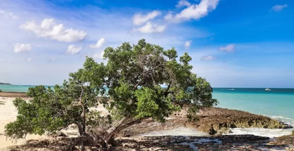 As Ilhas do Caribe: Um Paraíso de Diversidade, Cultura e História