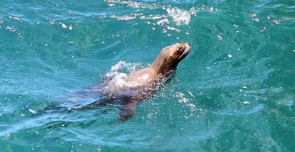 Melhor Época Para ver Animais Marinhos em Puerto Madryn na Argentina