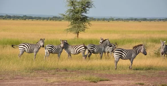 A Grande Migração dos Animais no Quênia: Um Espetáculo da Natureza e um Desafio para a Conservação