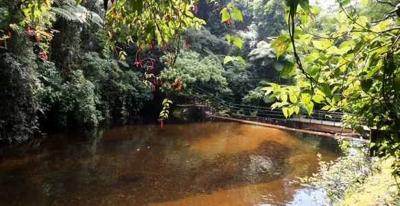 The Atlantic Forest: A Biodiversity Treasure and Preservation Challenges in Brazil